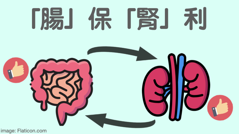 益生菌及腸道健康對慢性腎臟病友的重要性