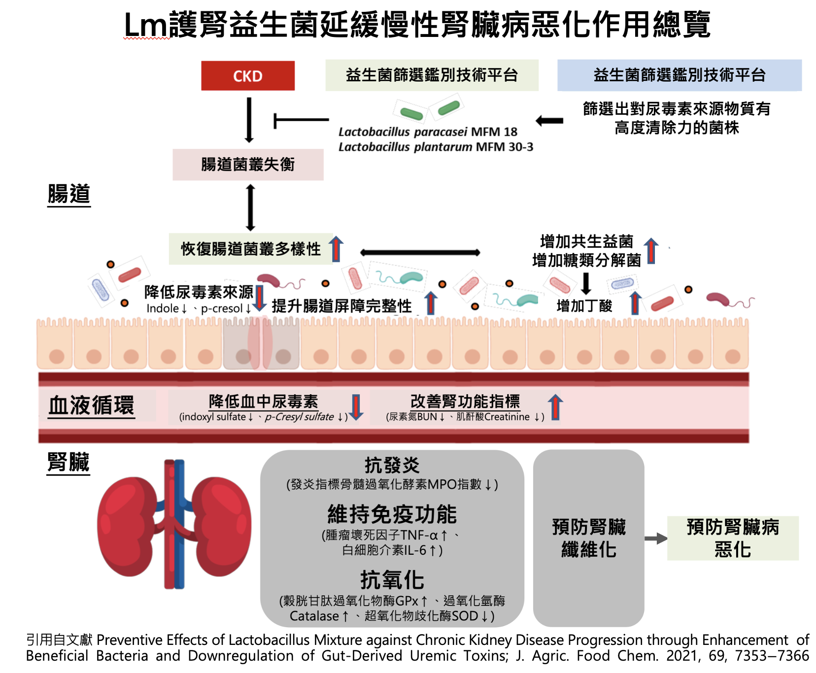 科學研究成果證實慢性腎臟病改善腸道健康有助於延緩腎功能惡化